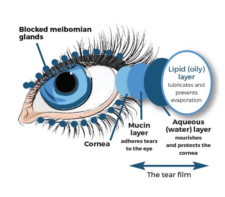 Pupil of the Eye: Definition, Anatomy & Function